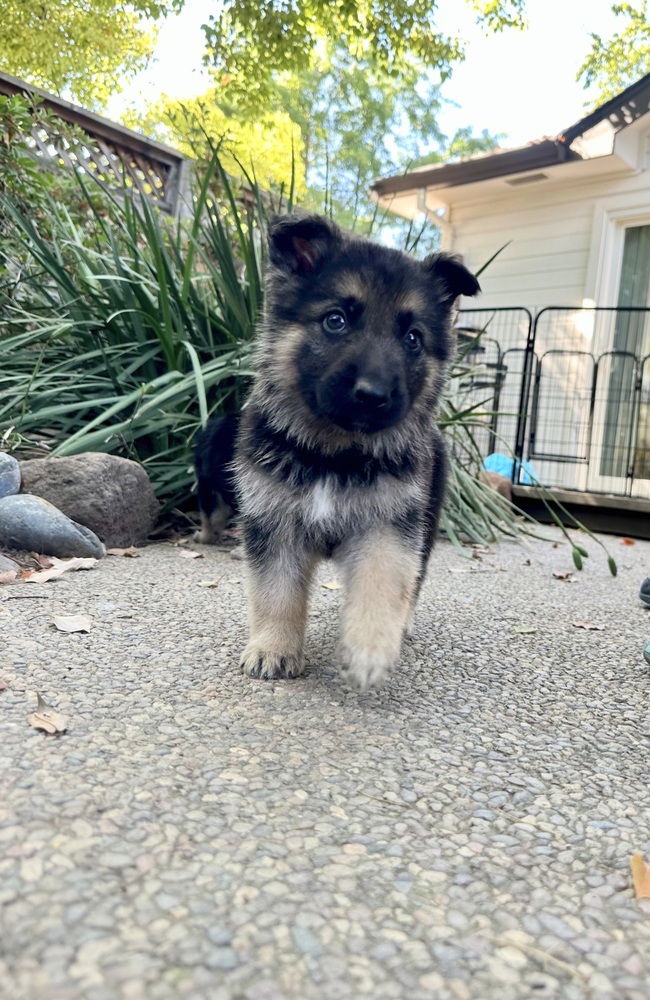 adoptable Dog in West Sacramento, CA named Heimdall
