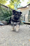 adoptable Dog in  named Heimdall