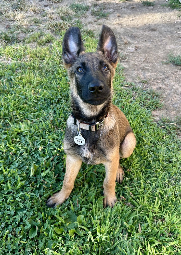 adoptable Dog in West Sacramento, CA named Herstal