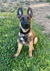 adoptable Dog in  named Herstal