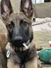 adoptable Dog in  named Herstal