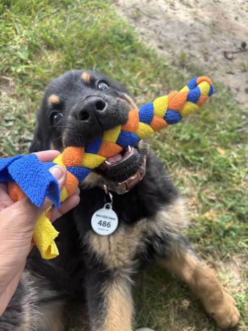 picture of the dog needing adoption
