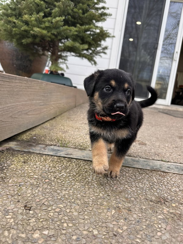 Siggy aka Red Collar with Leaves