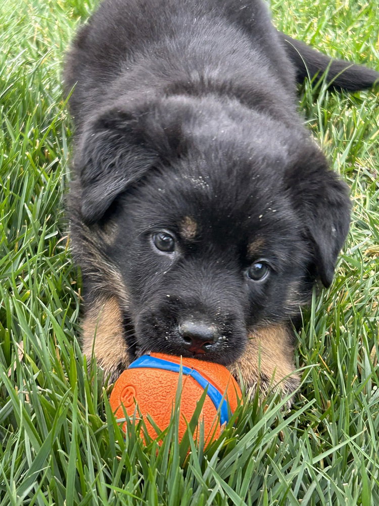 Cole aka Orange Collar