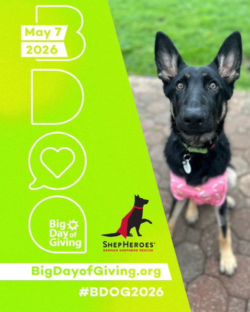 Otti formerly Baby, an adoptable German Shepherd Dog in West Sacramento, CA