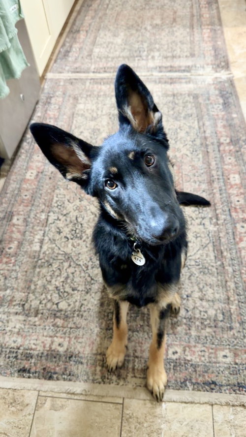 OTTI FORMERLY BABY - German Shepherd Dog for adoption in Roseville