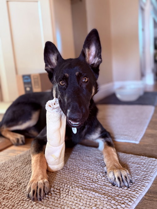 OTTI FORMERLY BABY - German Shepherd Dog available for adoption