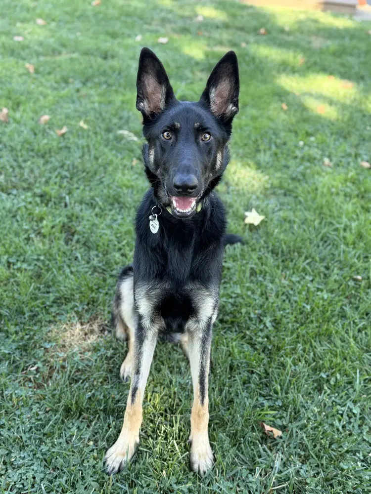 Otti Formerly Baby - German Shepherd Dog