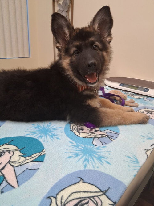 Annika, an adoptable German Shepherd Dog in West Sacramento, CA