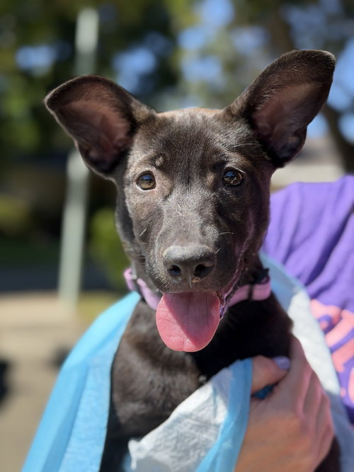 Cleo, an adoptable German Shepherd Dog in West Sacramento, CA