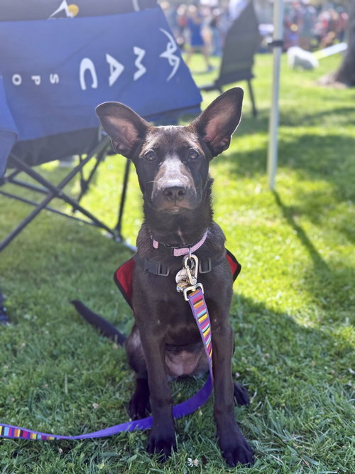 picture of the dog needing adoption