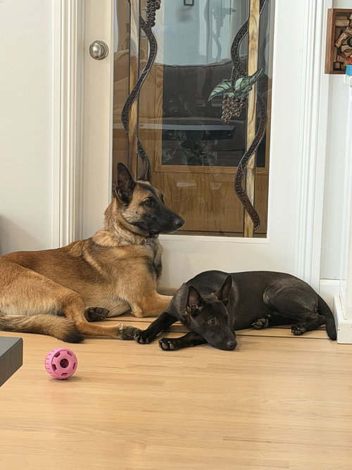 picture of the dog needing adoption