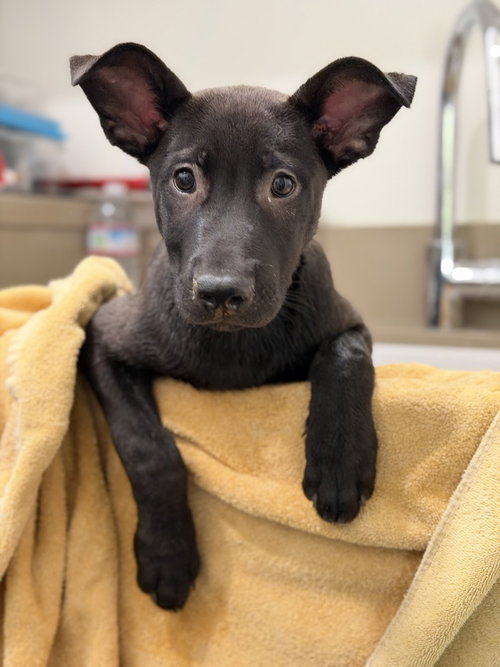 Apollo, an adoptable German Shepherd Dog in West Sacramento, CA