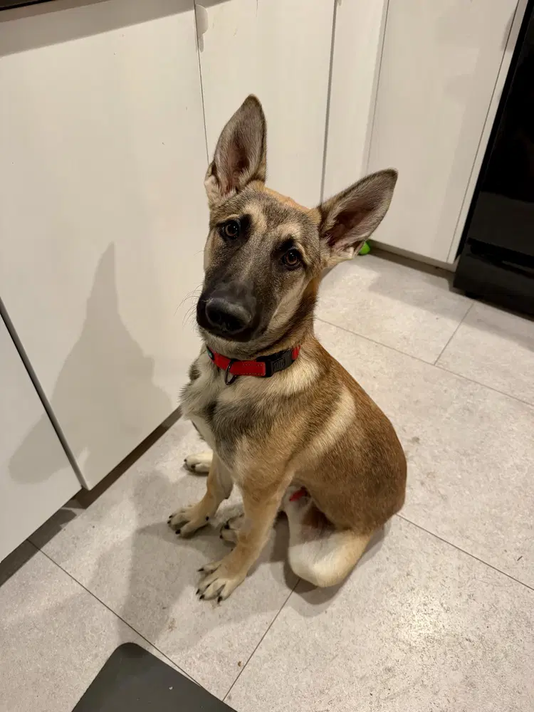 Joey image 3