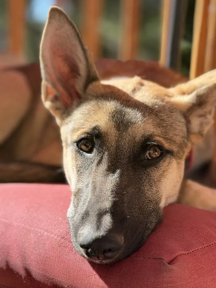 Joey image 4