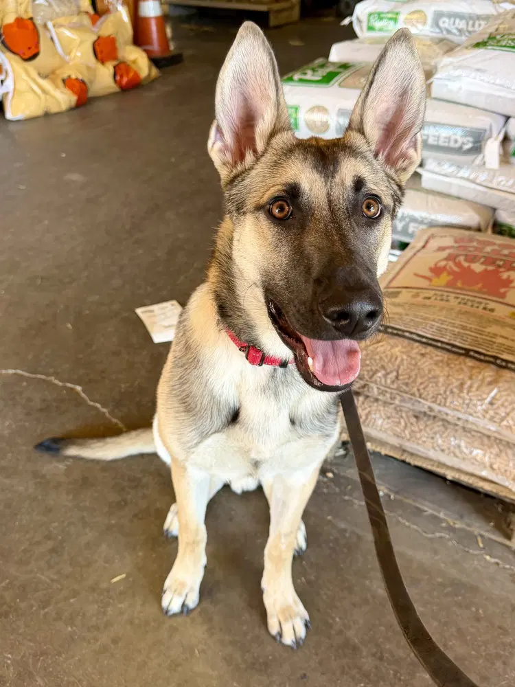 Joey - German Shepherd Dog
