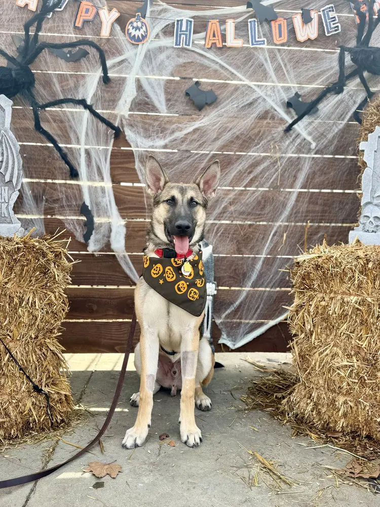 Joey - German Shepherd Dog