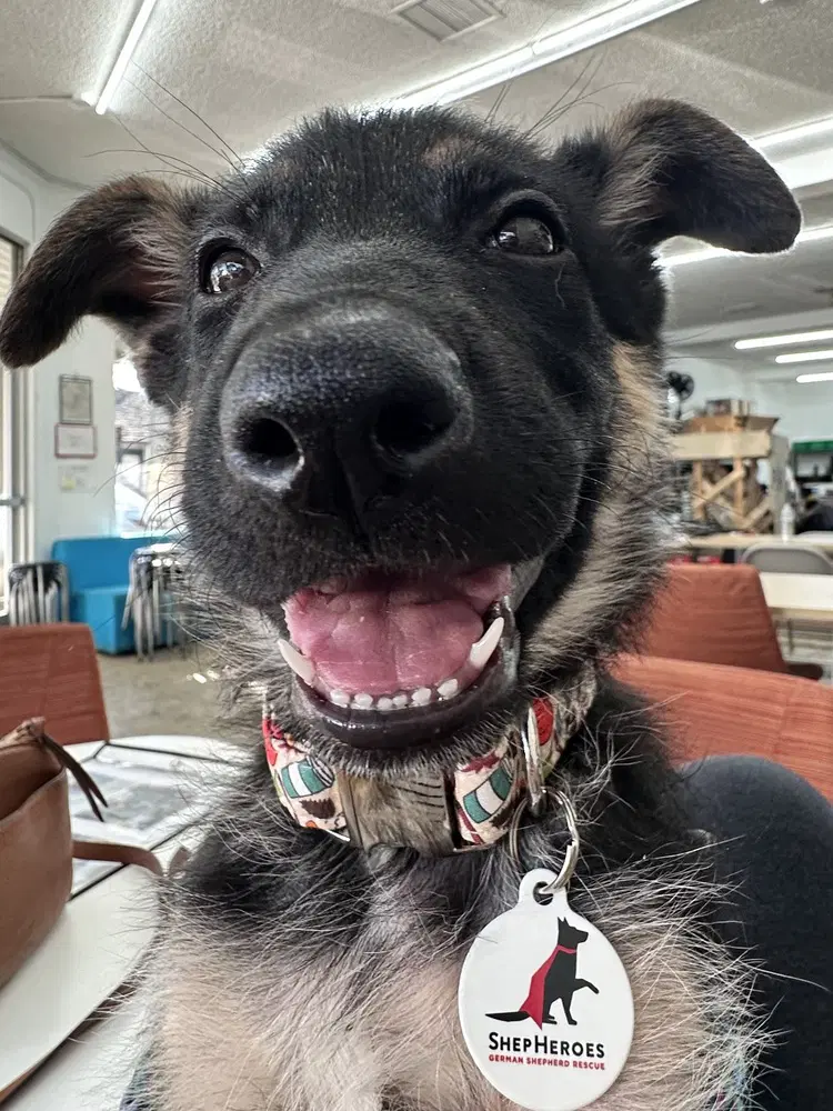 Coraline - German Shepherd Dog