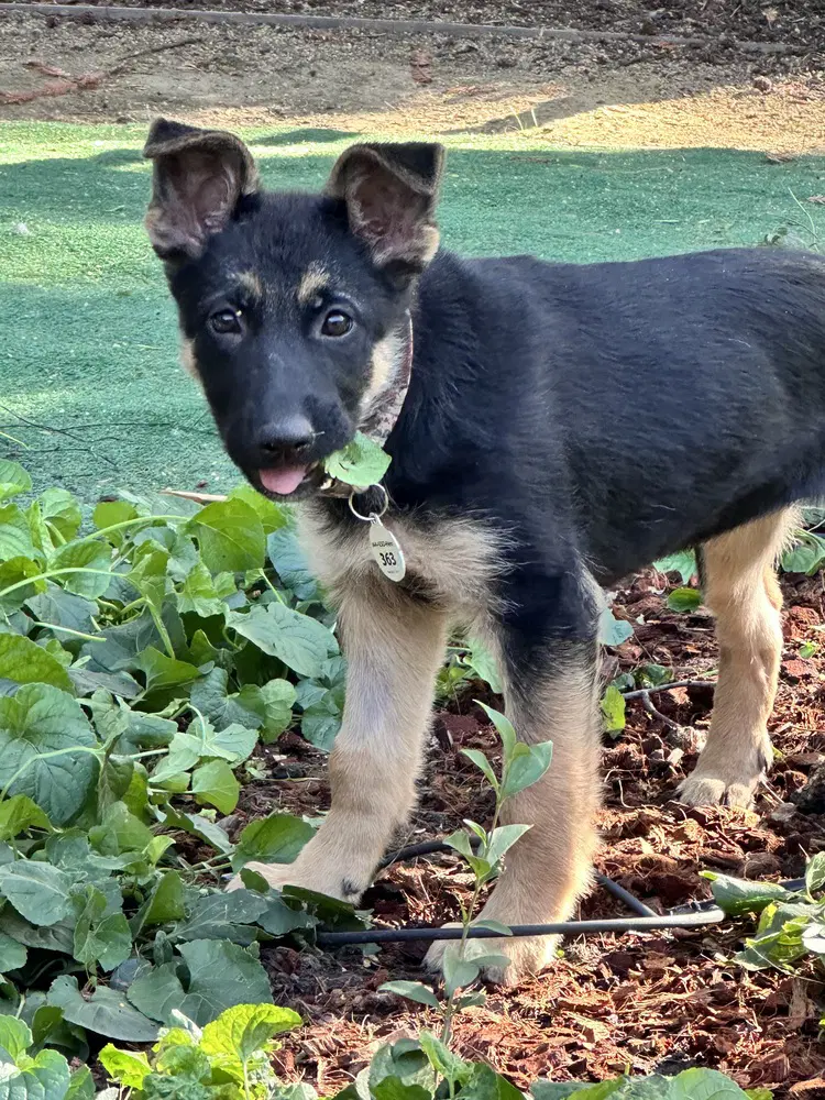 Coraline - German Shepherd Dog