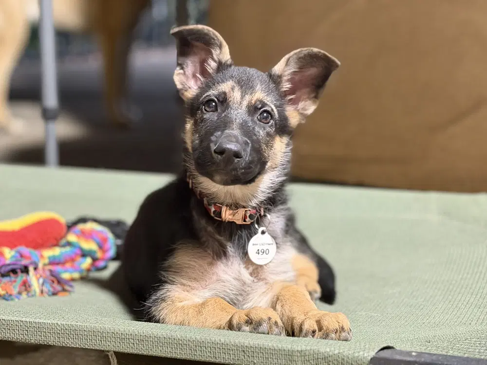 Frankie - German Shepherd Dog