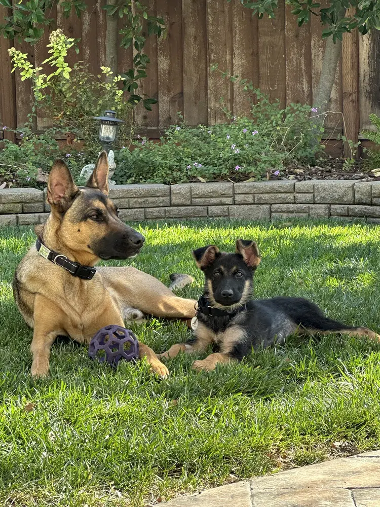 Rocket - German Shepherd Dog