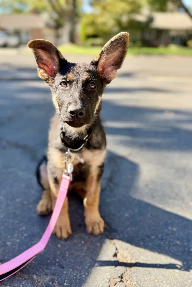 Rocket - German Shepherd Dog