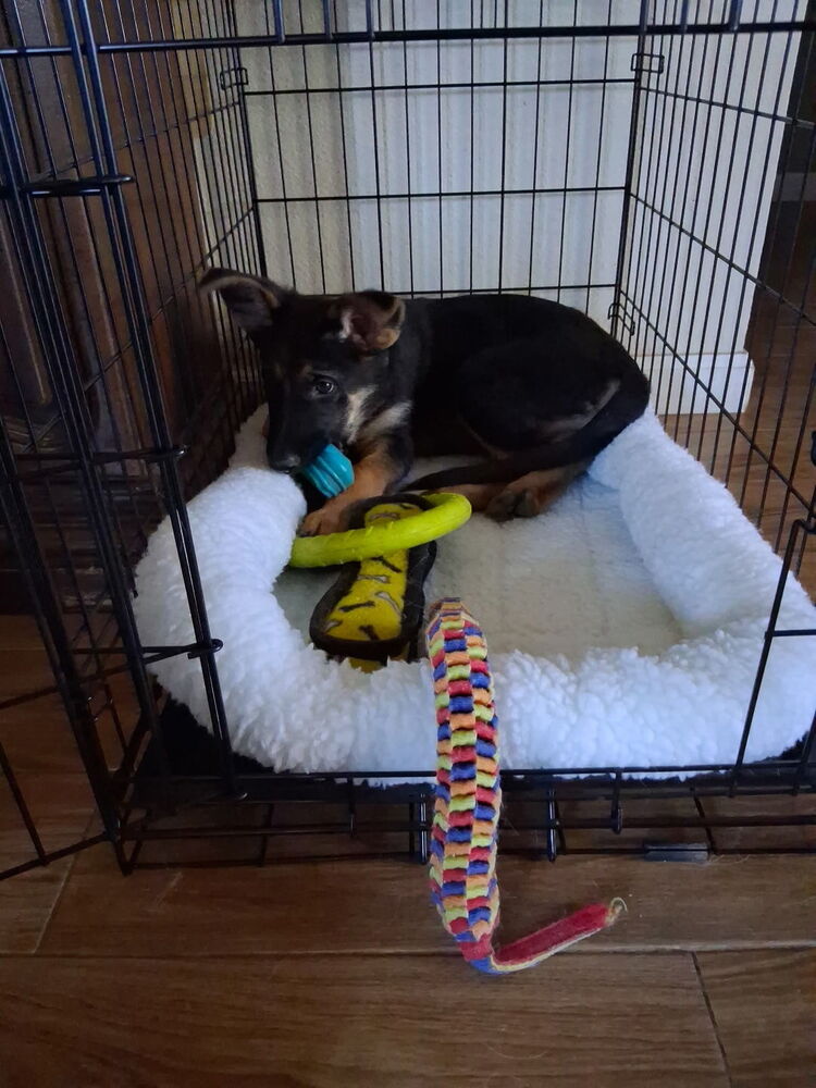Rocket, photo 2