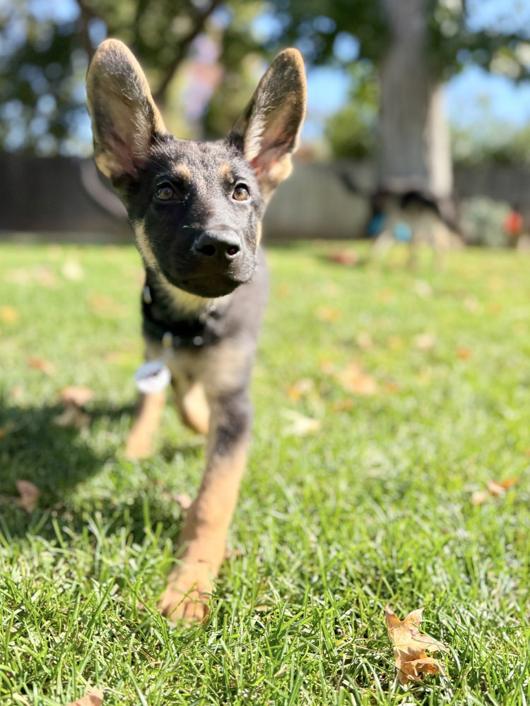 Rocket, photo 4