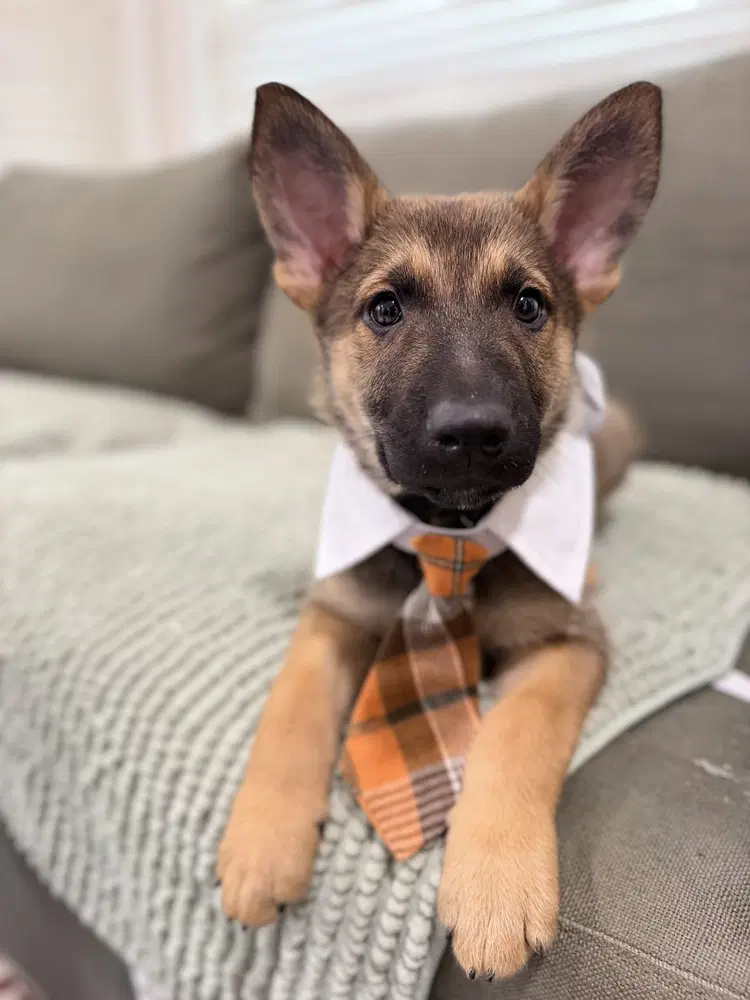 Larry Munster - German Shepherd Dog