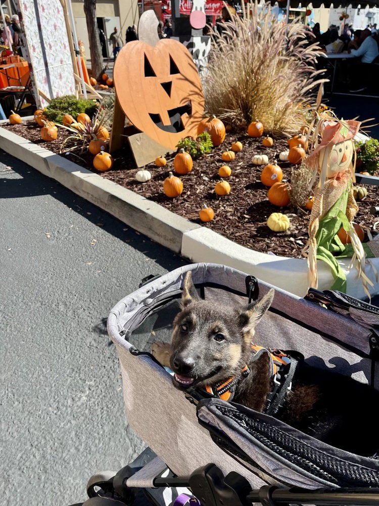 Pumkin, photo 2