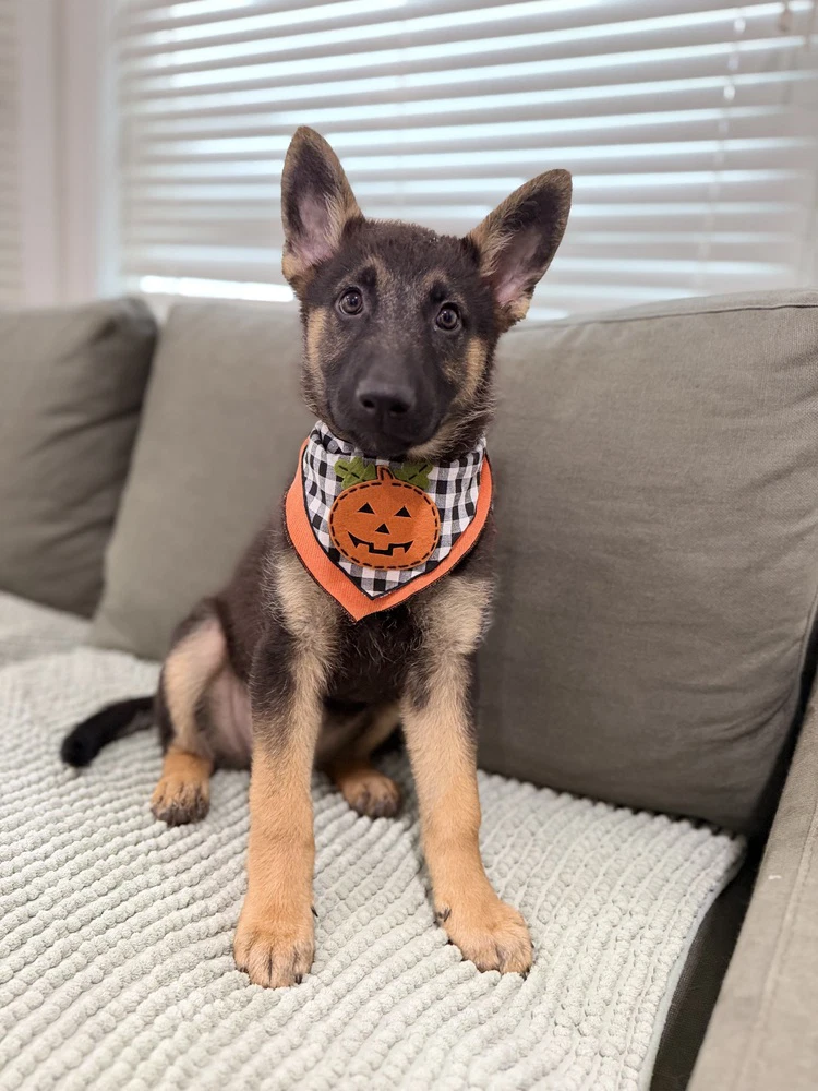 Pumkin