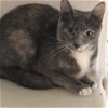 adoptable Cat in , TN named Mollie