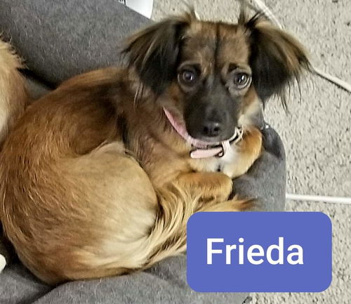 Frieda