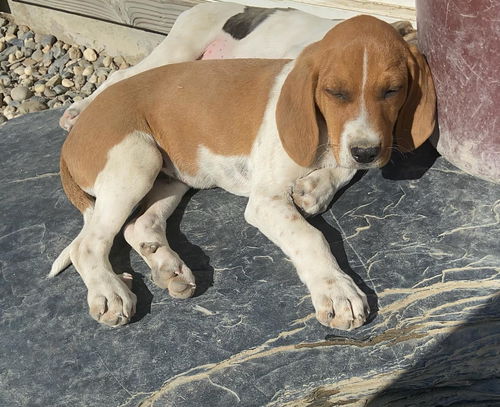 Plott Hound puppies