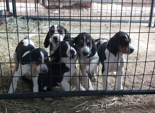 Hound Puppies