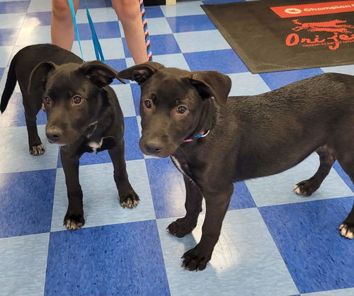 Cattle dog pups