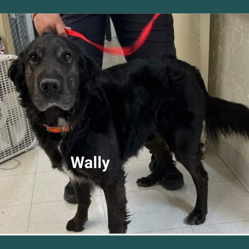 Wally