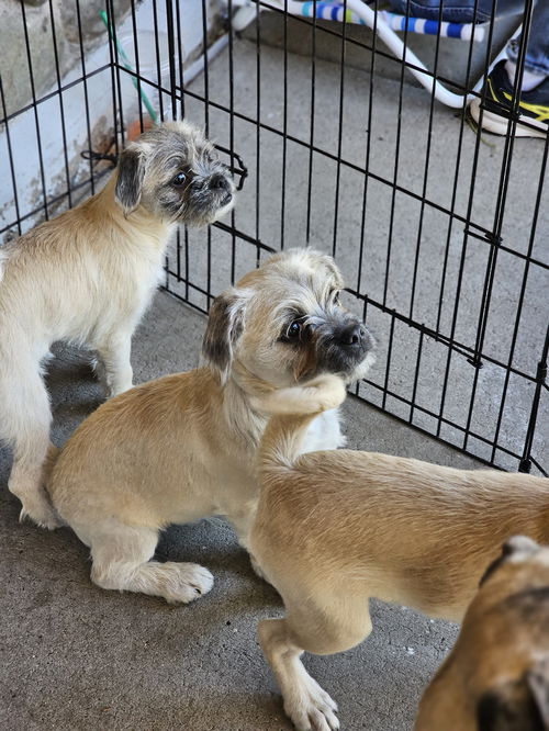 Pug Puppies