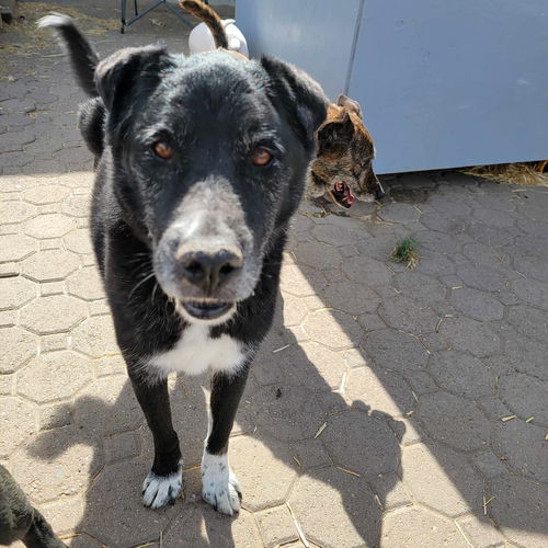 Max