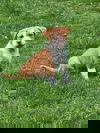 Puppies