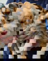 Puppies