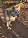 Wyatt