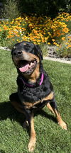Josie