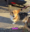 Corgis