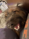 Scruffy aka Ruffles