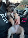 Hexa