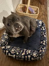 Prue