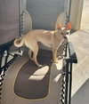 Chloe