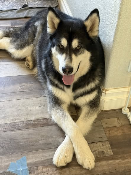 Ryker