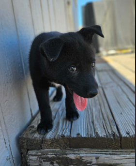 Puppies